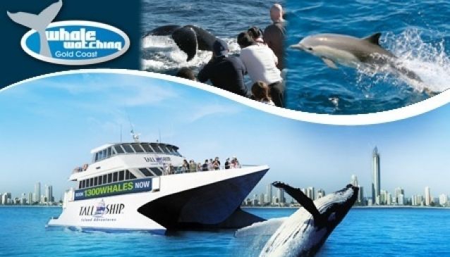 Whale Watching Gold Coast