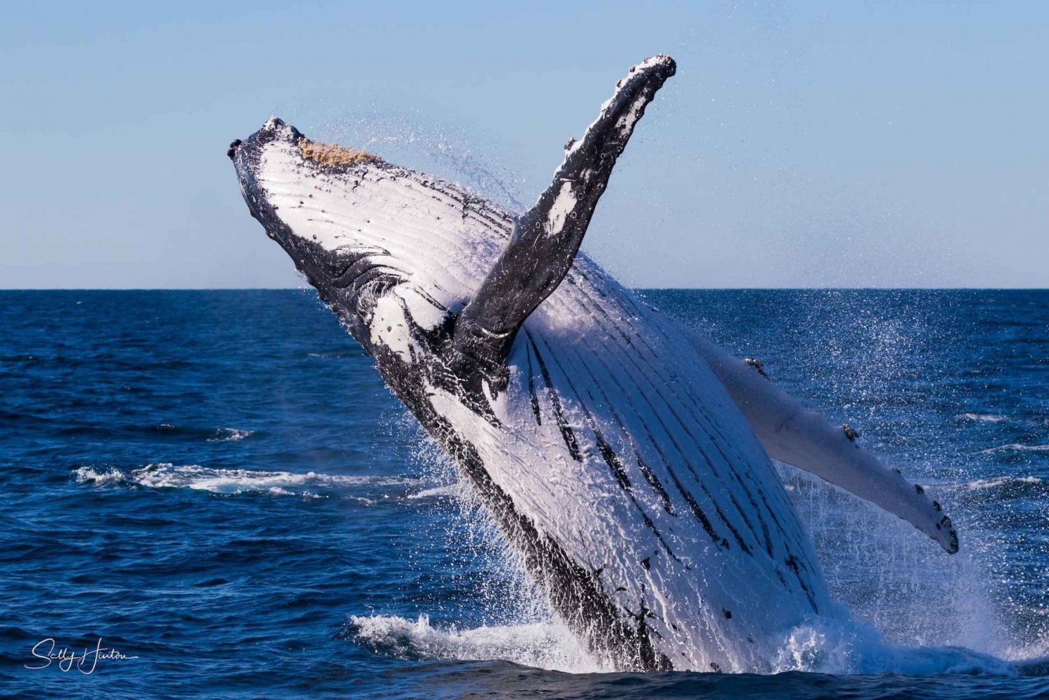 excursion d'observation des baleines tweed heads