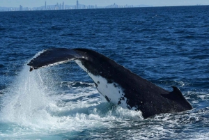 Тур по наблюдению за китами в твидовых головах