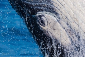 obserwacja wielorybów tweed heads