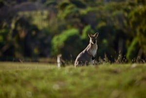 Brisbane: Sirromet Winery Tour with Tasting & 2-Course Lunch