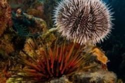 Dangerous Animals and Creatures