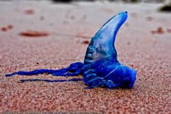 Dangerous Animals and Creatures