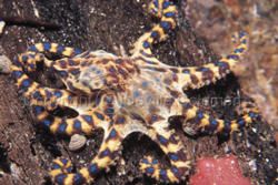 Dangerous Animals and Creatures