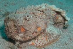 Dangerous Animals and Creatures