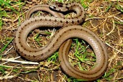 Dangerous Animals and Creatures