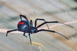 Dangerous Animals and Creatures