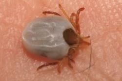 Dangerous Animals and Creatures