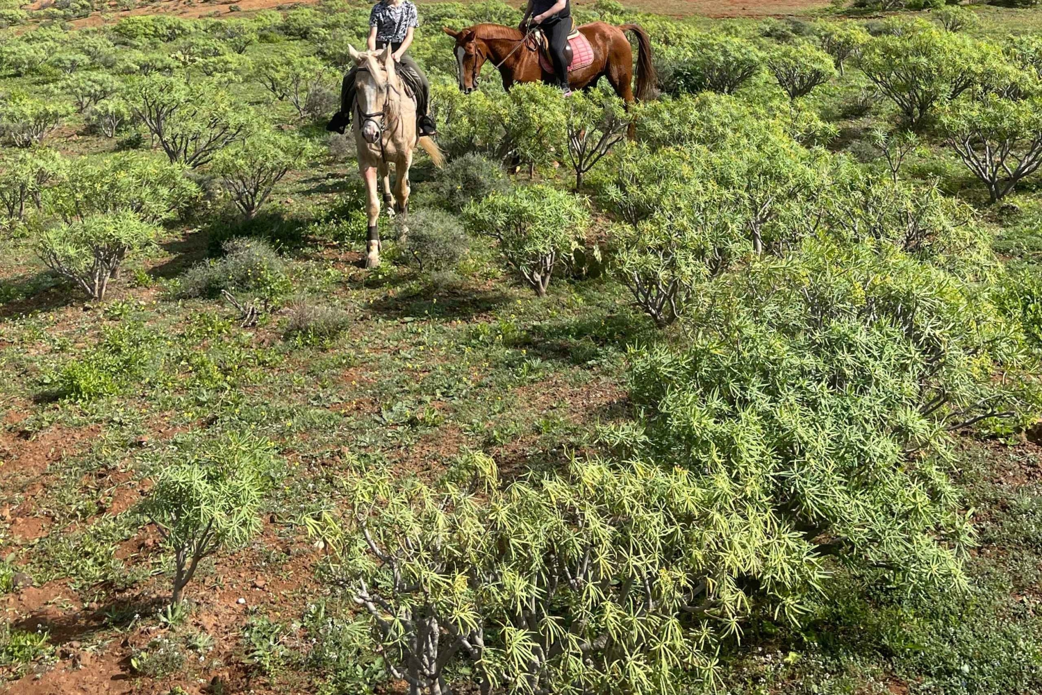 2 hours Green Mountains Horse Riding Tour