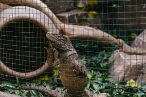 Agüimes: Cocodrilo Park Zoo Entry Ticket