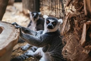 Agüimes: Cocodrilo Park Zoo Entry Ticket