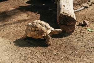 Agüimes: Cocodrilo Park Zoo Entry Ticket