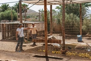 Agüimes: Cocodrilo Park Zoo Entry Ticket