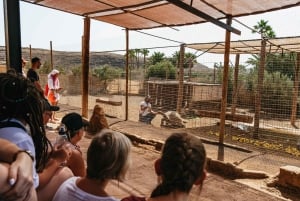 Agüimes: Cocodrilo Park Zoo Entry Ticket