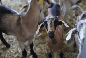 Gran Canaria: Taller de queso en Agüimes