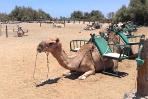 Tour de la ciudad en E-Bike con Safari en Camello por las Dunas de Maspalomas