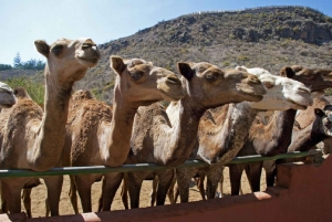 e-Scooter City Tour + Camel Ride inside Maspalomas Dunes