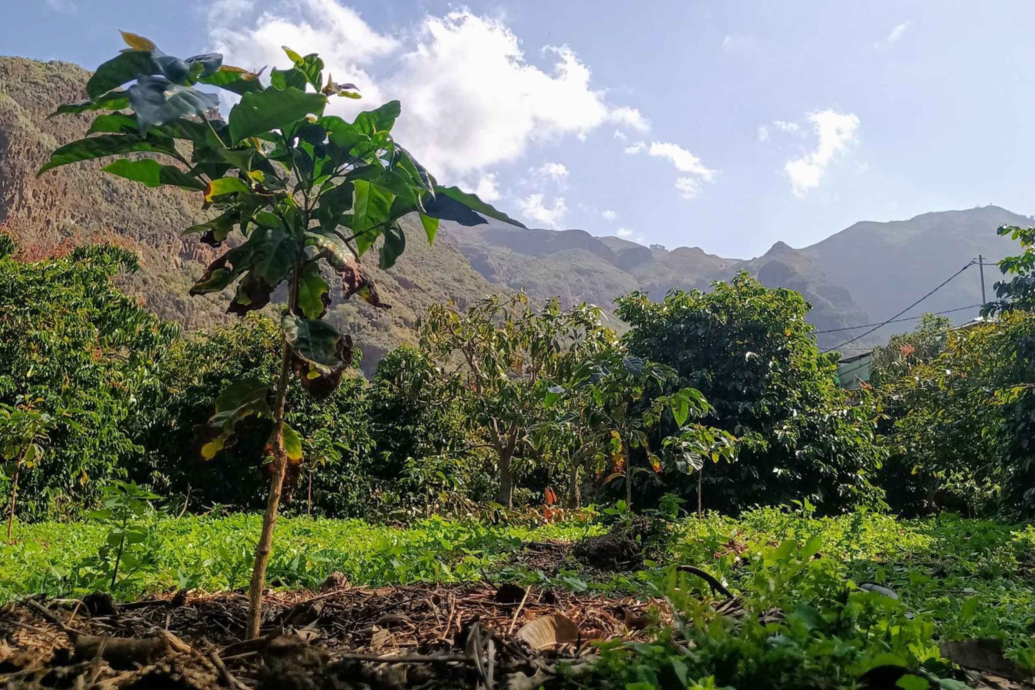 Finca Los Castaños: Agaete Valley Coffee Tour & Tasting