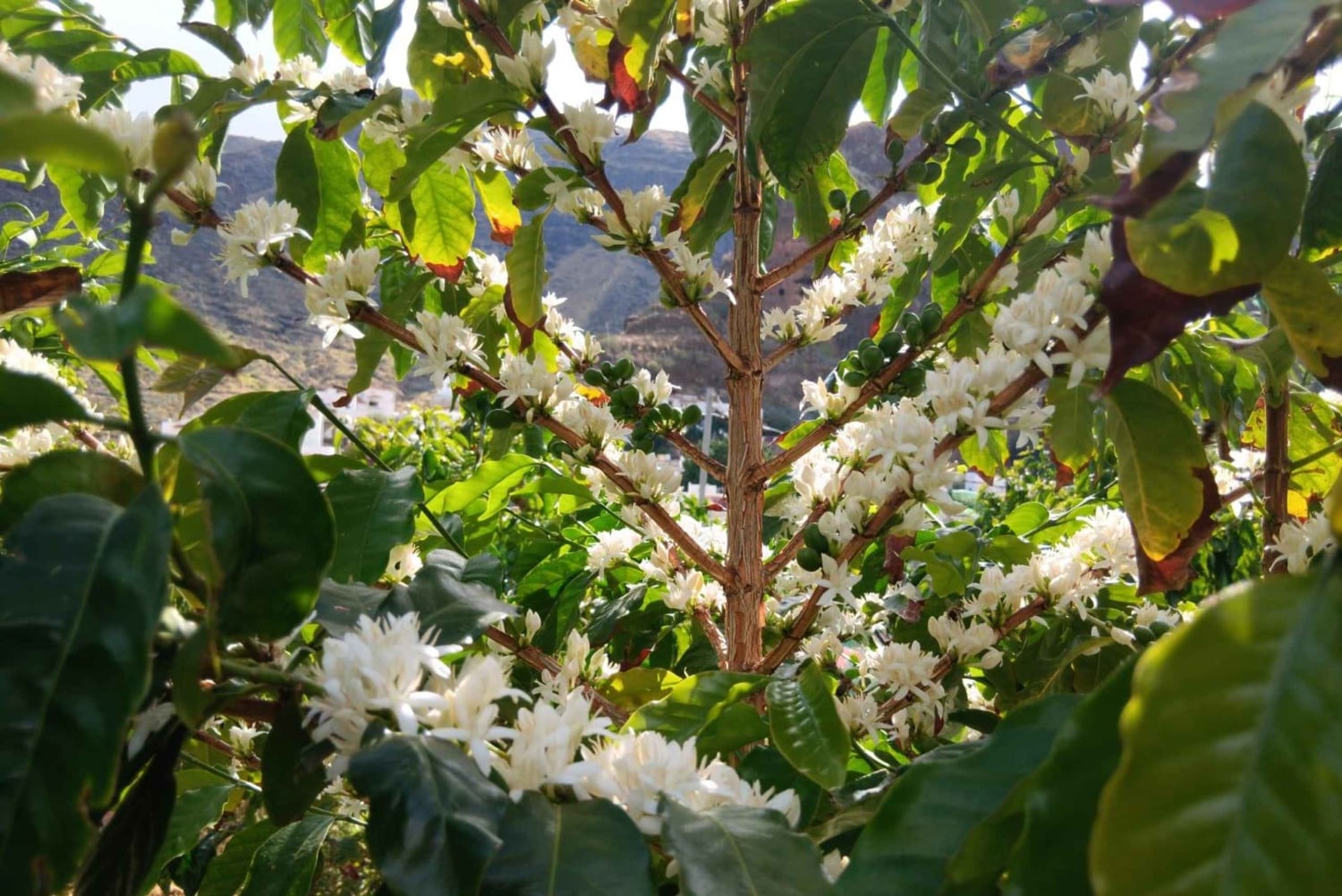 Finca Los Castaños: Agaete Valley Coffee Tour & Tasting