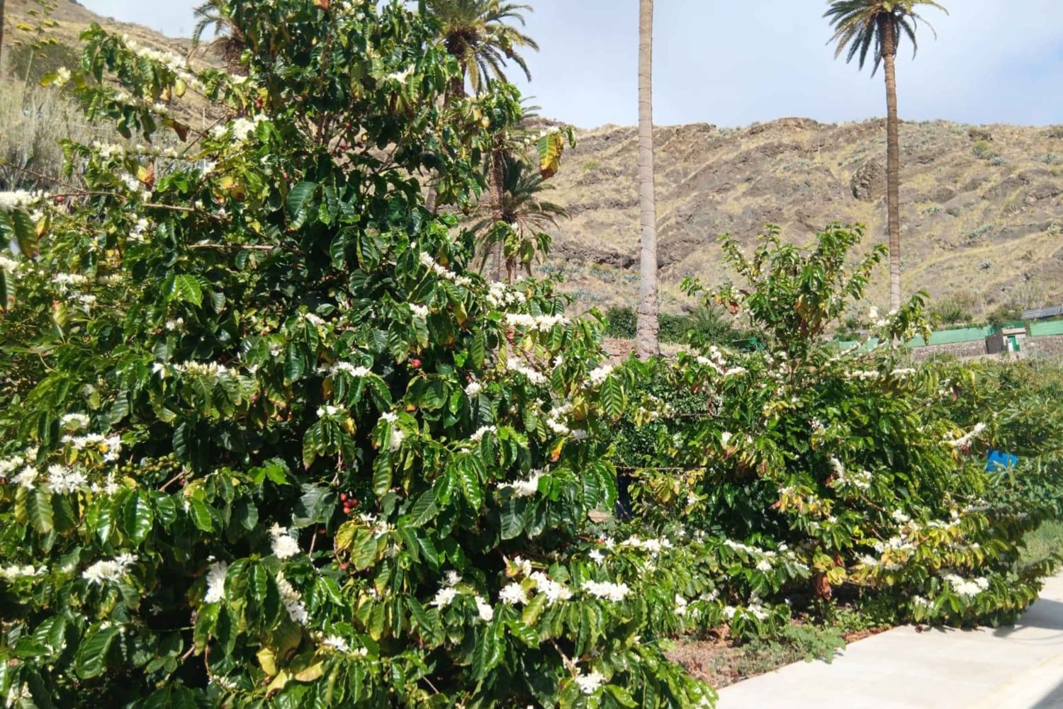 Finca Los Castaños: Agaete Valley Coffee Tour & Tasting