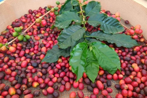 Finca Los Castaños: Agaete Valley Coffee Tour & Tasting