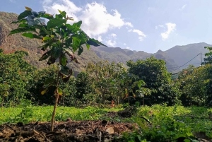 Finca Los Castaños: Agaete Valley Coffee Tour & Tasting