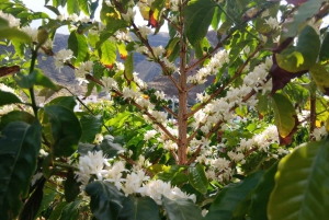 Finca Los Castaños: Agaete Valley Coffee Tour & Tasting