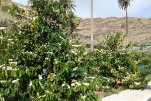 Finca Los Castaños: Agaete Valley Coffee Tour & Tasting