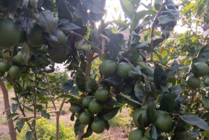 Finca Los Castaños: Agaete Valley Coffee Tour & Tasting