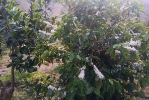 Finca Los Castaños: Agaete Valley Coffee Tour & Tasting