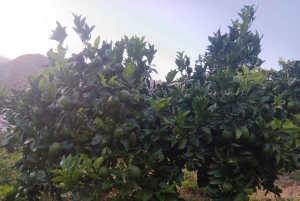 Finca Los Castaños: Agaete Valley Coffee Tour & Tasting