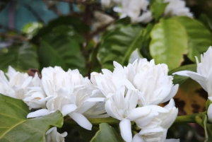 Finca Los Castaños: Agaete Valley Coffee Tour & Tasting