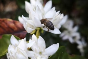 Finca Los Castaños: Agaete Valley Coffee Tour & Tasting