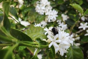 Finca Los Castaños: Agaete Valley Coffee Tour & Tasting