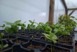 Finca Los Castaños: Agaete Valley Coffee Tour & Tasting