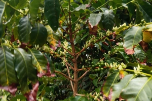 Finca Los Castaños: Agaete Valley Coffee Tour & Tasting