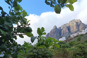 Finca Los Castaños: Agaete Valley Coffee Tour & Tasting