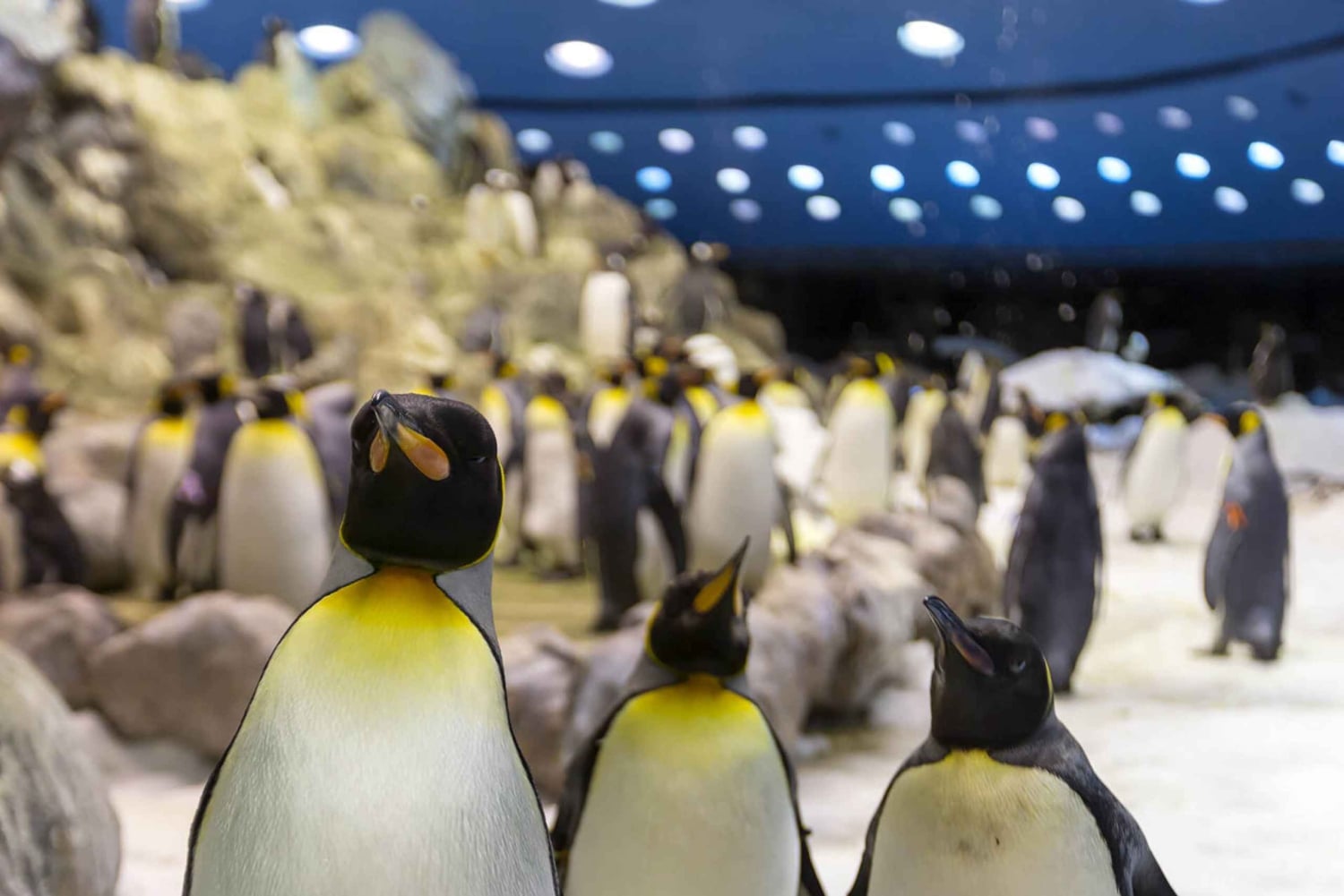 From Gran Canaria: Day Trip to Loro Parque Tenerife