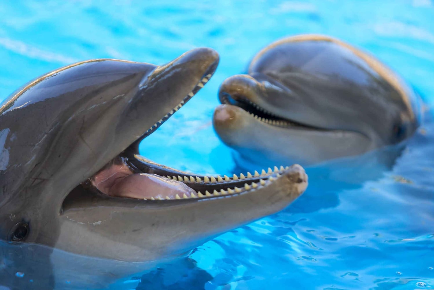 From Gran Canaria: Day Trip to Loro Parque Tenerife