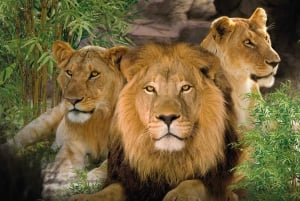 Desde Gran Canaria: excursión de un día a Loro Parque Tenerife