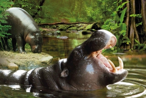 Desde Gran Canaria: excursión de un día a Loro Parque Tenerife