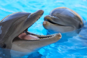 From Gran Canaria: Day Trip to Loro Parque Tenerife