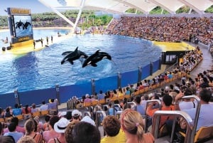 From Gran Canaria: Day Trip to Loro Parque Tenerife