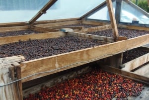 Desde Las Palmas: Excursión de un día por el Norte