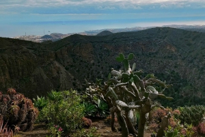 From Las Palmas: Half day tour Volcano Bandama & Vineyard