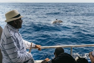 From Puerto Rico de Gran Canaria: Dolphin Watching Cruise