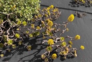 Desde Tenerife: excursión de un día a los paisajes volcánicos de La Palma