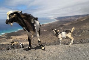 Fuerteventura: Cofete Beach and 'Villa Winter' Tour