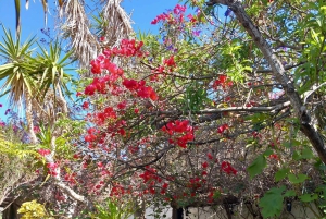 Fuerteventura: Island Highlights VIP Full-Day GRAND TOUR