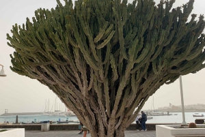 Isla Graciosa: Jeep Safari Playa De las Conchas